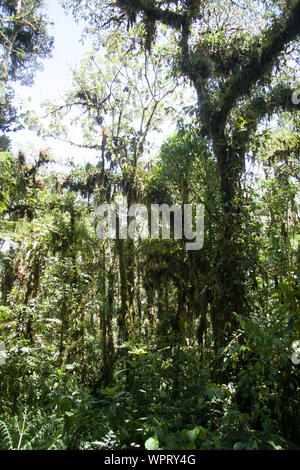 Parque Nacional Ynanchaga Chemillen in Oxapampa, Peru Stockfoto