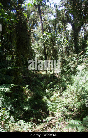 Parque Nacional Ynanchaga Chemillen in Oxapampa, Peru Stockfoto