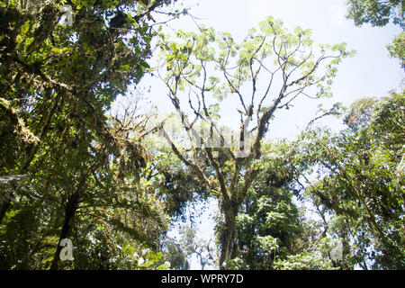 Parque Nacional Ynanchaga Chemillen in Oxapampa, Peru Stockfoto