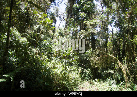 Parque Nacional Ynanchaga Chemillen in Oxapampa, Peru Stockfoto