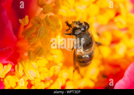 Honig Biene Apis mellifer Pollen sammeln auf einer Dahlie Blume Nahaufnahme von Bienen Kopf einer sozialen Biene in Europa in der Wildnis und in den Bienenstöcken Stockfoto