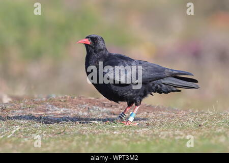 Red-billed Chough in Cornwall. Stockfoto