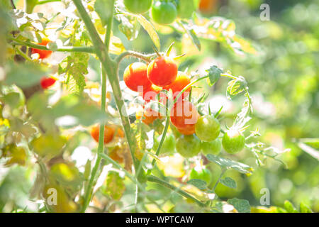 Red leckere Tomaten wachsen im Garten Stockfoto