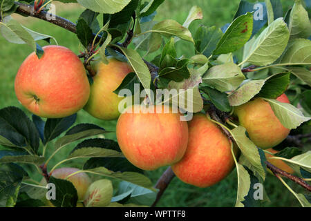 Apple 'Spartan', Äpfel, wächst am Baum, der genannten Sorten, gesunde Ernährung, Malus Domestica Stockfoto