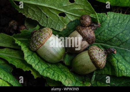 Drei Eicheln oder oaknuts im Spätsommer Stockfoto