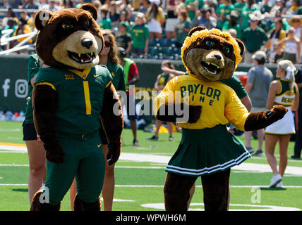 Waco, Texas, USA. 7. Sep 2019. Baylor Bears Maskottchen tanzen zu einem Lied vor dem NCAA Football Spiel zwischen UTSA Roadrunners und der Baylor Bären an McLane Stadion in Waco, Texas. Matthew Lynch/CSM/Alamy leben Nachrichten Stockfoto