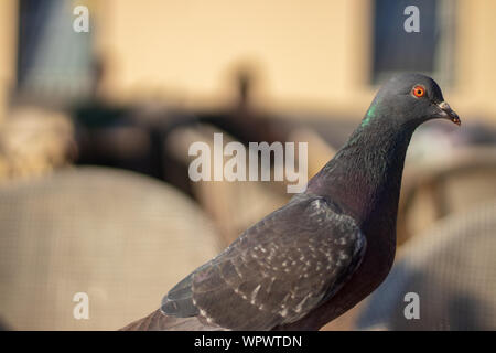 Eine Nahaufnahme Schießen von einem Vogel mit grünen Kopf und Augen orange-gelb dominiert Hintergrund. Foto bei Izmir/Türkei getroffen hat. Stockfoto