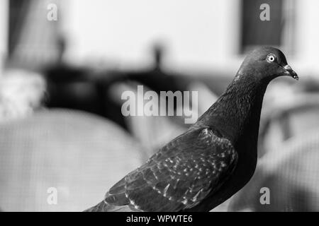 Eine Nahaufnahme Schießen von einem Vogel mit grünem Kopf- und orangefarbene Augen-Foto ist schwarz und weiß Stockfoto