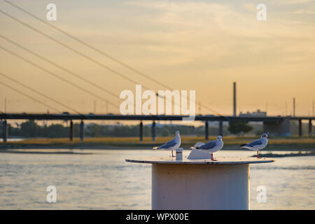 Stand Gruppe von Tauben, Möwen oder Möwen auf Stahl Boje Säule, und verschwommener Hintergrund des Kabels Hängebrücke, auf dem Rhein in Düsseldorf, Deutschland. Stockfoto