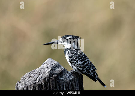 A Pied Kingfisher in seinem Lebensraum des Okavango Delta, Botswana Stockfoto