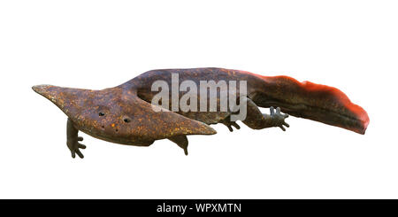 Diplocaulus, erloschenen Amphibien aus dem späten Karbon zum Perm auf weißem Hintergrund Stockfoto