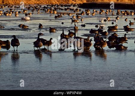 Wilde Gänse Schafe vor allem Kanada, Überwinterung bei Lindsey Park Public Angelsee, Canyon, Texas. Stockfoto