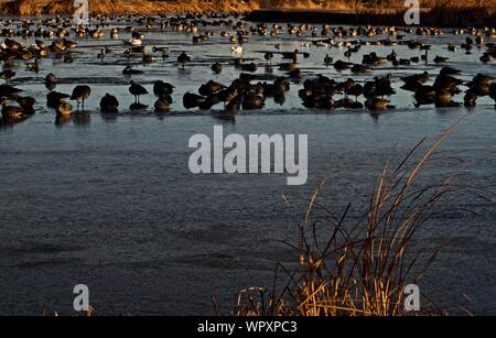 Wilde Gänse Schafe vor allem Kanada, Überwinterung bei Lindsey Park Public Angelsee, Canyon, Texas. Stockfoto