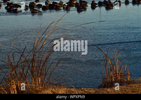 Wilde Gänse Schafe vor allem Kanada, Überwinterung bei Lindsey Park Public Angelsee, Canyon, Texas. Stockfoto