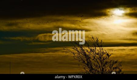 Wilde Gänse Schafe vor allem Kanada, Überwinterung bei Lindsey Park Public Angelsee, Canyon, Texas. Stockfoto