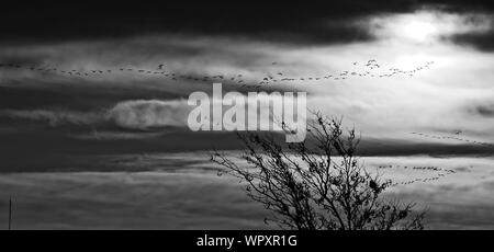 Wilde Gänse Schafe vor allem Kanada, Überwinterung bei Lindsey Park Public Angelsee, Canyon, Texas. Stockfoto