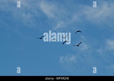 Wilde Gänse Schafe vor allem Kanada, Überwinterung bei Lindsey Park Public Angelsee, Canyon, Texas. Stockfoto