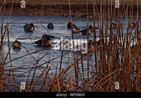 Wilde Gänse Schafe vor allem Kanada, Überwinterung bei Lindsey Park Public Angelsee, Canyon, Texas. Stockfoto