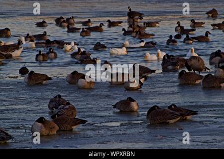 Wilde Gänse Schafe vor allem Kanada, Überwinterung bei Lindsey Park Public Angelsee, Canyon, Texas. Stockfoto