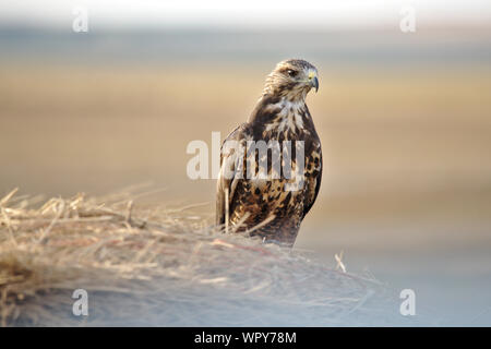 Swainson's Hawk auf eine Heu Ballen Stockfoto