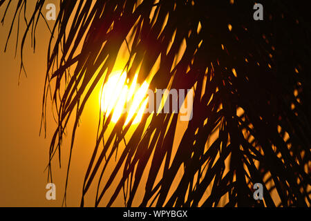 Sun durch Palm Blätter Stockfoto