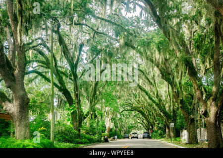 Spanisches Moos hängt von live Eichen auf Magnolia Avenue, Sept. 6, 2019, in St. Augustine, Florida. Stockfoto