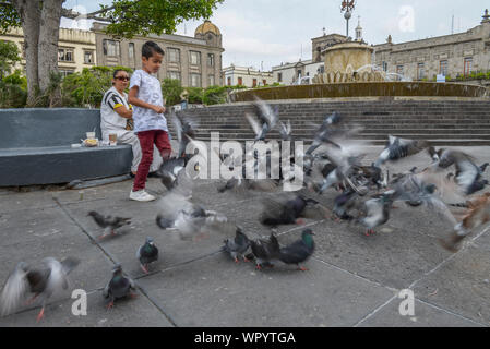 Kleines Kind spielt mit Tauben im historischen Zentrum in der Nähe der Kathedrale.Guadalajara Hauptplatz oder plaza. MWXICO Stockfoto