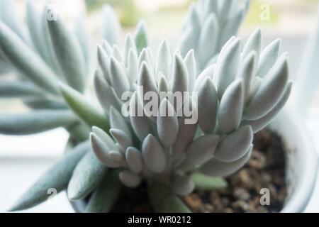 Senecio haworthii "cocoon Werk' saftige, aus der Nähe. Stockfoto