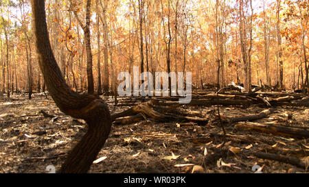 Verbrannt Wald nach Bränden Stockfoto