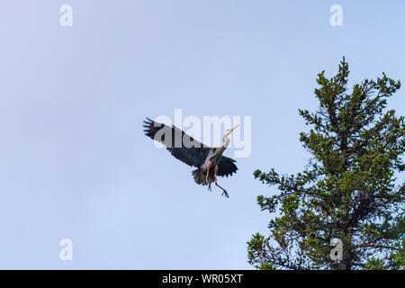 Great Blue Heron Landung in der Oberseite der Latschenkiefer bei Sonnenuntergang Stockfoto