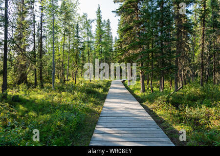 Boardwalk zu den heißen Quellen im Liard River Hot Springs Provincial Park, British Columbia, Kanada Stockfoto