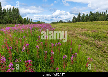 Fireweed Blüten entlang des Alaska Highway in British Columbia, Kanada Stockfoto