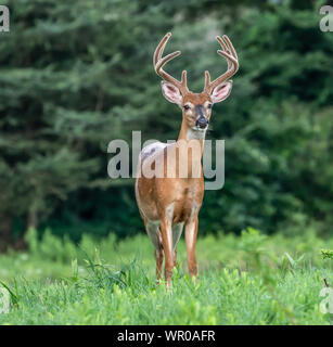 Nahaufnahme der Weißwedelhirsche (Odocoileus virginianus) mit Geweih. Stockfoto