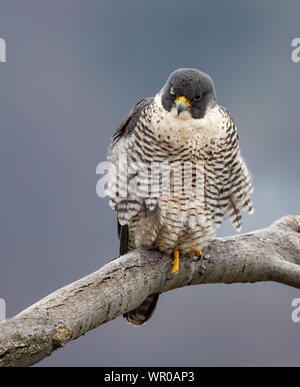 Peregrine Falcon Stockfoto