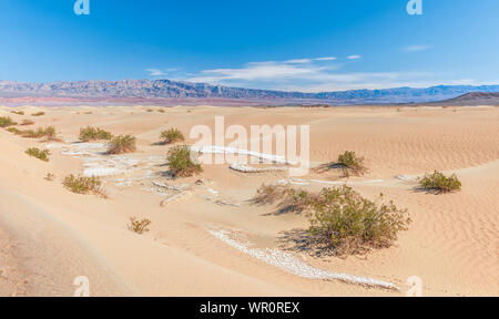 Mesquite flache Sanddünen im Death Valley National Park. Kalifornien. USA Stockfoto