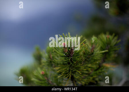 Nahaufnahme von Pine pollen Kegel und grünen Nadeln aus der lodgepole Pine (Pinus contorta) in subalpinen Klima in den Bergen von British Columbia gefunden Stockfoto