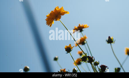 Orange Blüten im Sommer Stockfoto