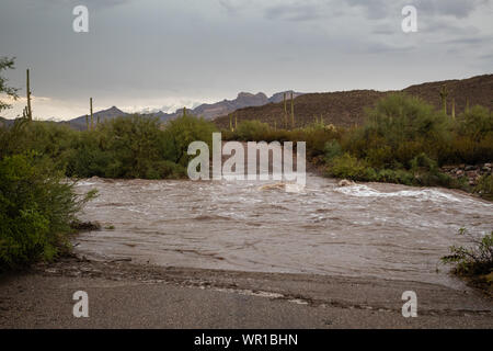 Überschwemmung auf eine Wüste arroyo Nach einem starken Monsun Gewitter blockiert die Ajo Mountain Scenic Drive im Organ Pipe Cactus National Monume Stockfoto