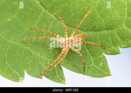Baumschule Web Spider (Pisaurina Mira) Stockfoto