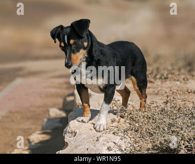 Schwarz und tan doxie pin Hund steht auf einer Wand versessen auf etwas unten mit einem unscharfen Hintergrund und verunkrautetem Vegetation im Vordergrund suchen Stockfoto