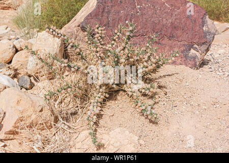 Eine stachelige Milch vetch Astragal spinosus blühen an der Unterseite des makhtesh Ramon Krater in der Nähe von Mitspe Ramon in Israel mit einem roten Boulder im Hinterg Stockfoto