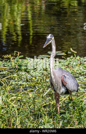 Great Blue Heron an Wakodahatchee Feuchtgebiete Stockfoto