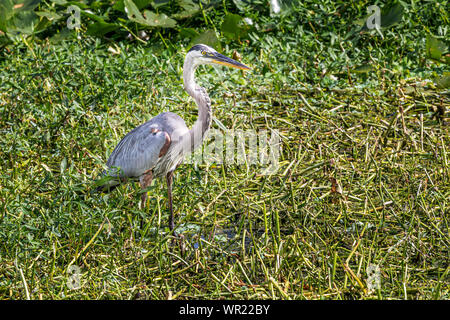 Great Blue Heron an Wakodahatchee Feuchtgebiete Stockfoto