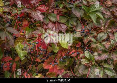 Beeren und Farbe, Perigord, Dordogne, Frankreich Stockfoto