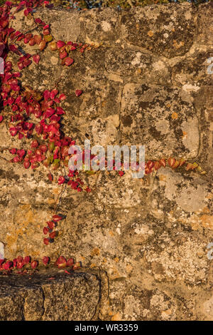 Rote Blätter fallen, fallen Farbe, Domme Steinmauer, Frankreich Stockfoto