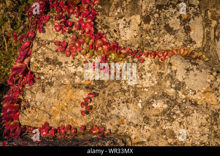 Rote Blätter fallen, fallen Farbe, Domme Steinmauer, Frankreich Stockfoto