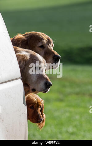 Zwei goldene Retriever und ein Cocker-Spaniel, der aus dem Rücken eines Fahrzeugs mit Feldern dahinter spätet Stockfoto