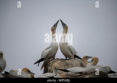 Gannett (Morus bassanus), Paar dispplaying, tolle Saltee, Saltee Inseln, Kilmore Quay, County Wexford, Irland Stockfoto