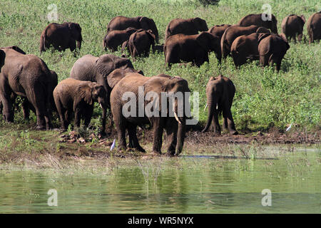 Herde Elefanten Spielen und Trinken von Wasser, Pongolapoort Dam, Südafrika Stockfoto