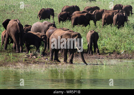 Herde Elefanten Spielen und Trinken von Wasser, Pongolapoort Dam, Südafrika Stockfoto